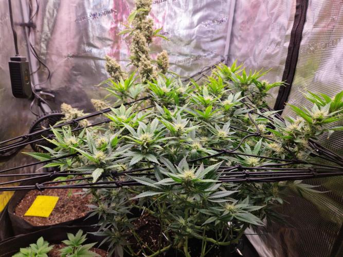 Frostbanger Auto F4. Week 7 - 12.6