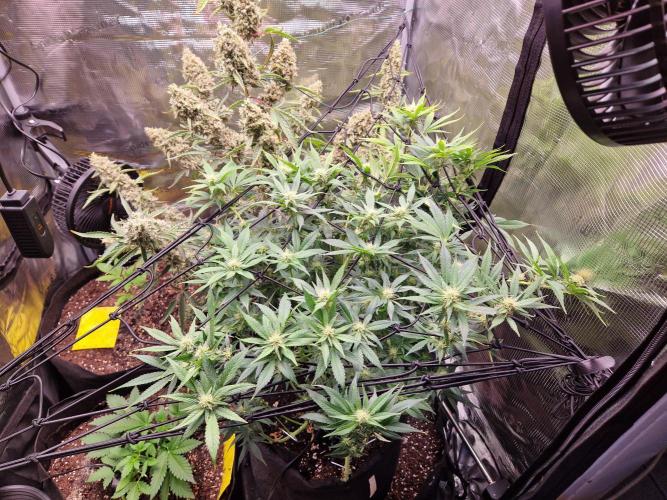 Frostbanger Auto F4. Week 7 - 8.6