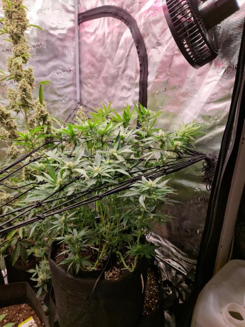 Frostbanger Auto F4. Week 7 - 7.6