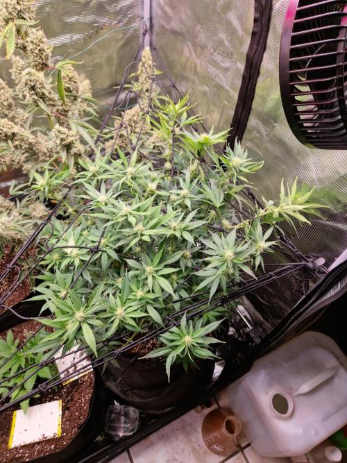 Frostbanger Auto F4. Week 7 - 7.6
