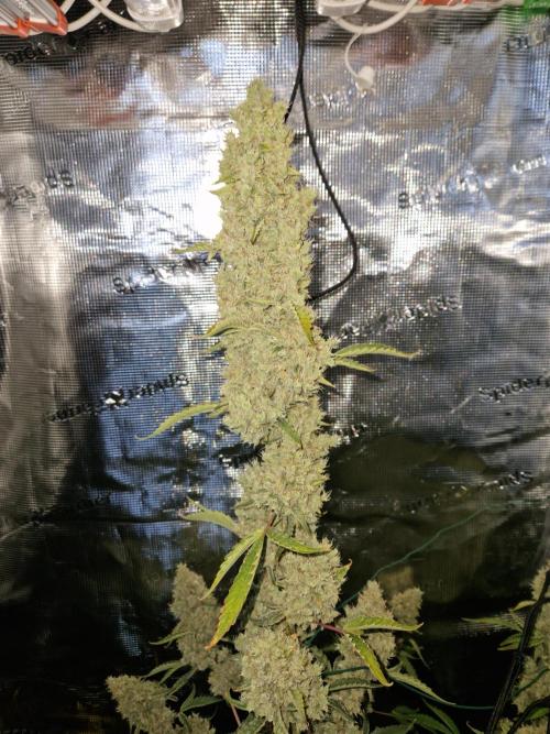 Sherbet Queen Auto. Week 10 - 12.7