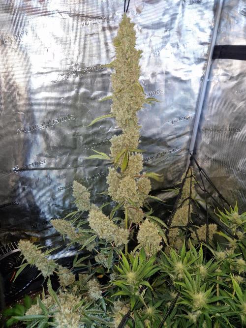 Sherbet Queen Auto. Week 10 - 12.7