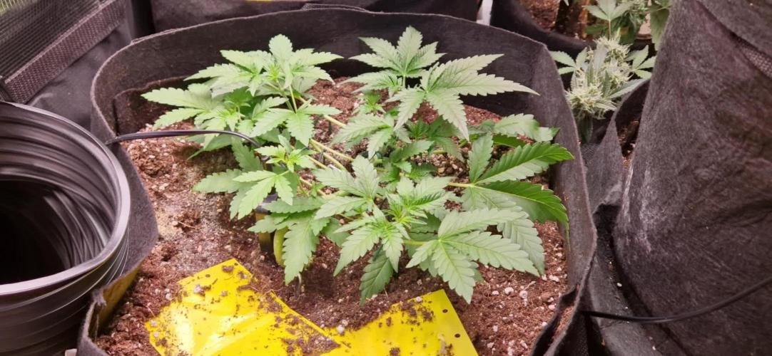 Sherbet Queen Auto