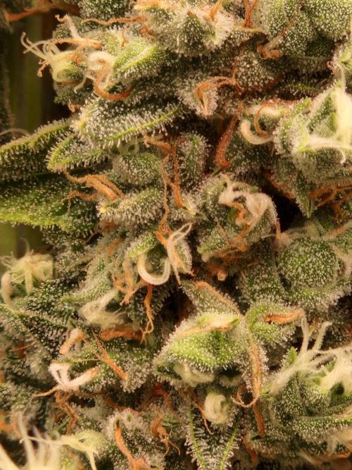 Sherbet Queen Auto. Week 10 - 12.7