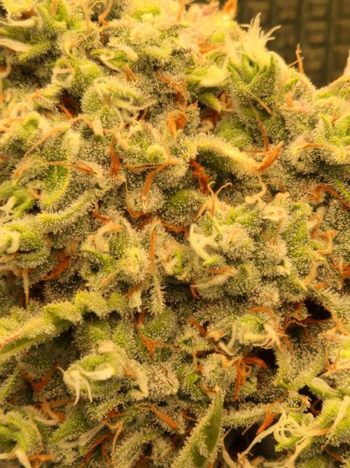 Sherbet Queen Auto. Week 10 - 12.7