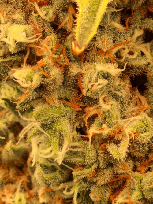 Sherbet Queen Auto. Week 10 - 12.7