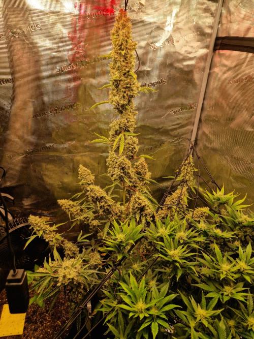 Sherbet Queen Auto. Week 10 - 12.7