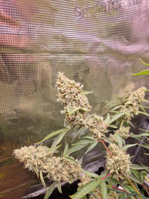 Sherbet Queen Auto. Week 10 - 12.7