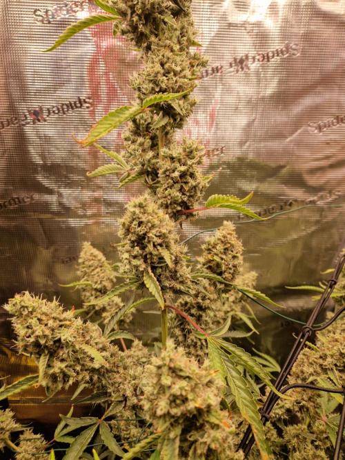 Sherbet Queen Auto. Week 10 - 12.7