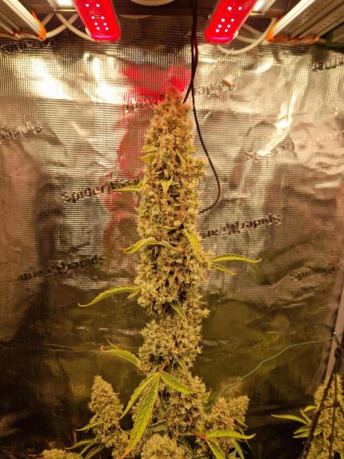 Sherbet Queen Auto. Week 10 - 12.7
