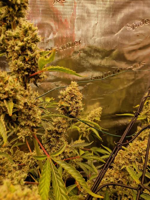 Sherbet Queen Auto. Week 10 - 12.7