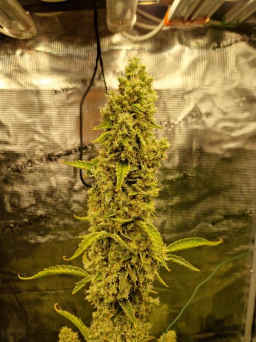 Sherbet Queen Auto. Week 10 - 6.7