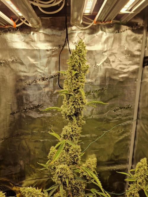 Sherbet Queen Auto. Week 10 - 6.7