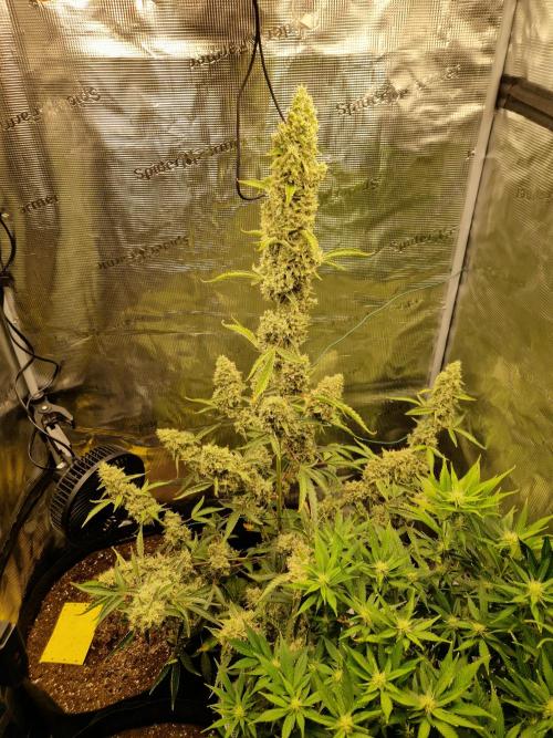 Sherbet Queen Auto. Week 10 - 6.7