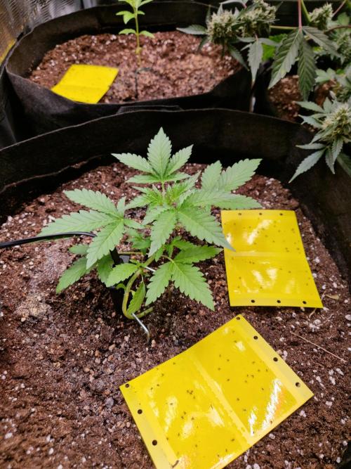 Mix Pack Auto RF3. Week 3 - 5.7