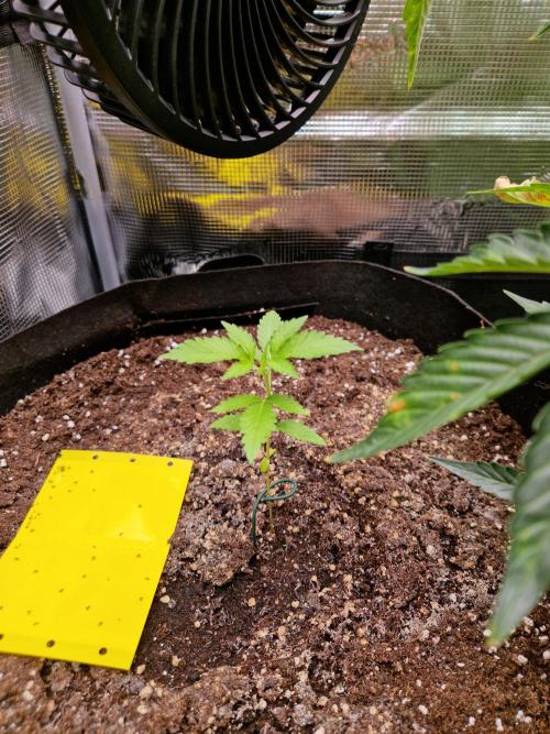 Mix Pack Auto RF3. Week 3 - 5.7