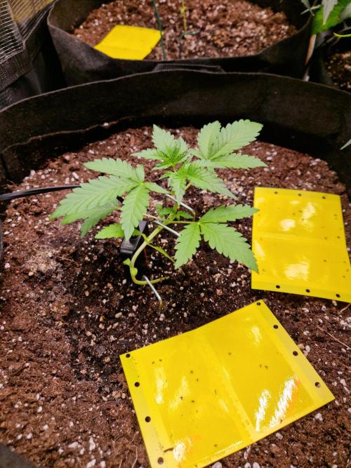 Mix Pack Auto RF3. Week 3 - 3.7