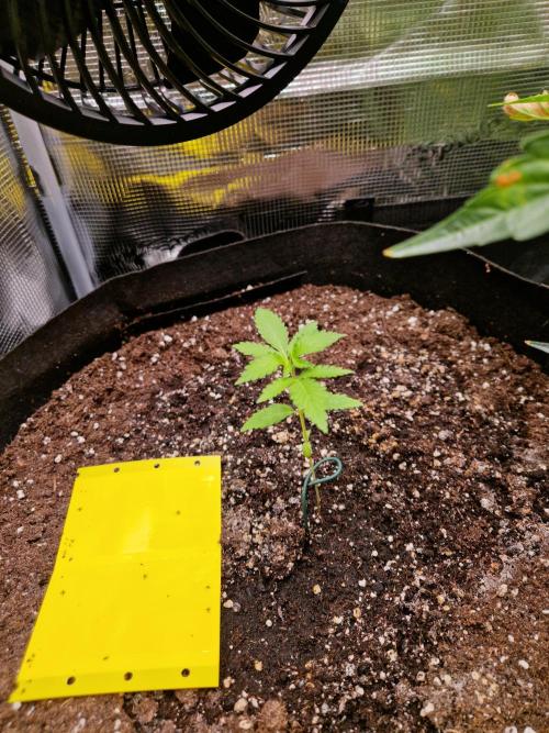 Mix Pack Auto RF3. Week 3 - 3.7