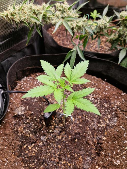 Mix Pack Auto RF3. Week 3 - 1.7