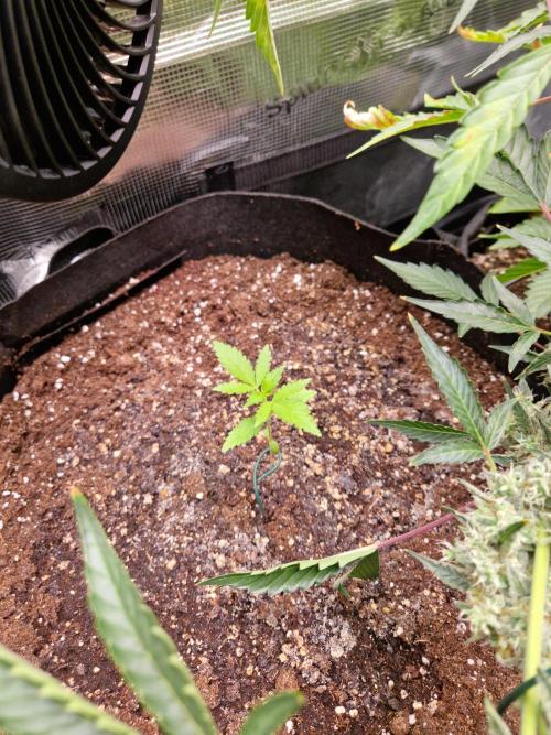 Mix Pack Auto RF3. Week 3 - 1.7
