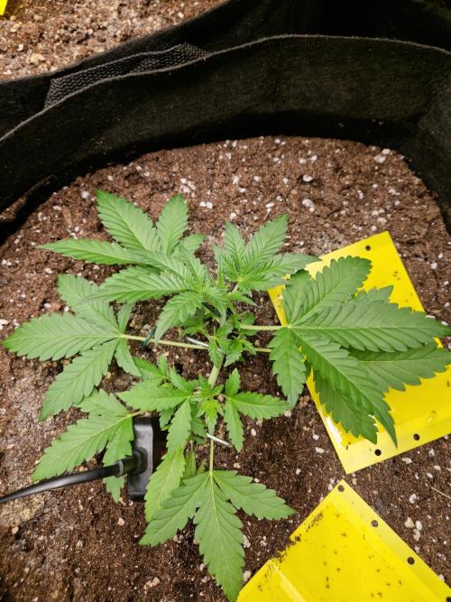 Mix Pack Auto RF3. Week 4 - 6.7