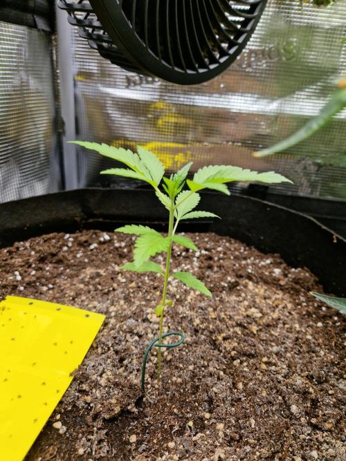 Mix Pack Auto RF3. Week 4 - 6.7