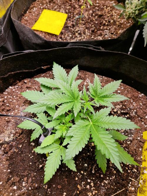 Mix Pack Auto RF3. Week 4 - 7.7