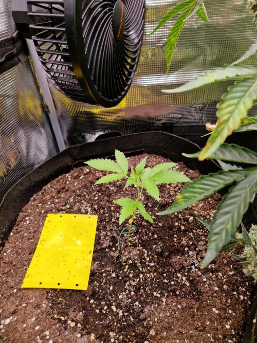 Mix Pack Auto RF3. Week 4 - 7.7