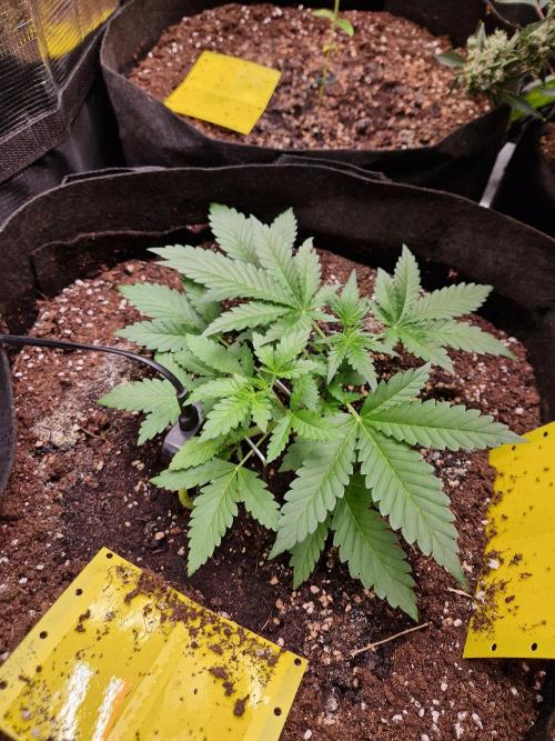Mix Pack Auto RF3. Week 4 - 8.7
