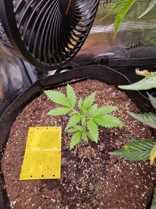 Mix Pack Auto RF3. Week 4 - 8.7
