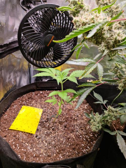 Mix Pack Auto RF3. Week 4 - 12.7