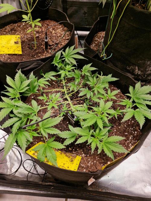 Mix Pack Auto RF3. Week 5 - 19.7