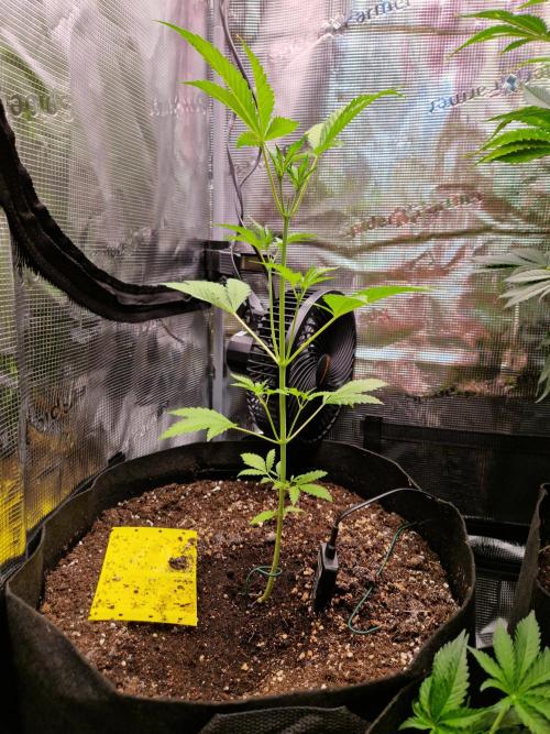 Mix Pack Auto RF3. Week 5 - 19.7