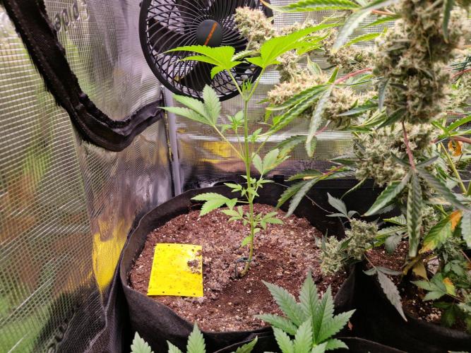 Mix Pack Auto RF3. Week 5 - 17.7