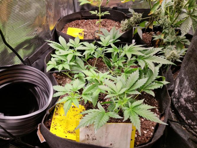 Mix Pack Auto RF3. Week 5 - 17.7