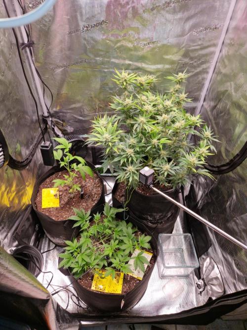 Mix Pack Auto RF3. Week 5 - 17.7