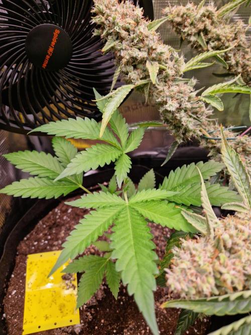 Mix Pack Auto RF3. Week 5 - 16.7