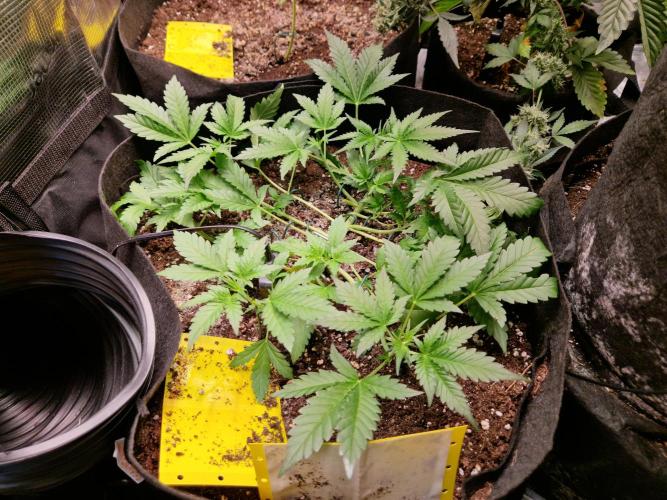 Mix Pack Auto RF3. Week 5 - 16.7