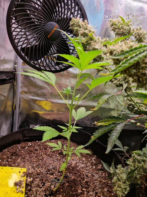 Mix Pack Auto RF3. Week 5 - 16.7