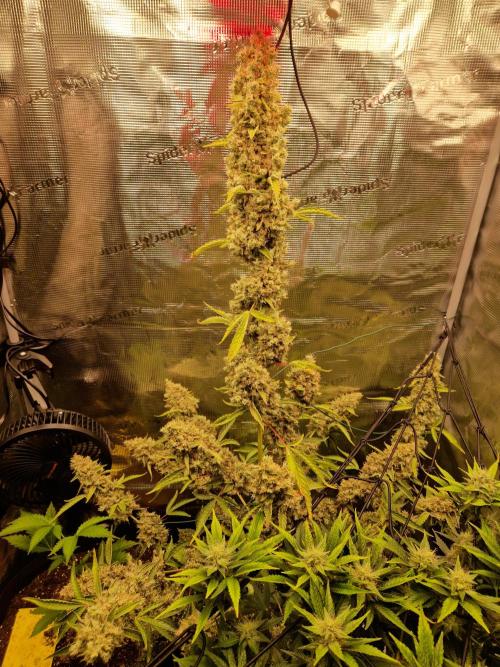 Sherbet Queen Auto. Week 11 - 17.7