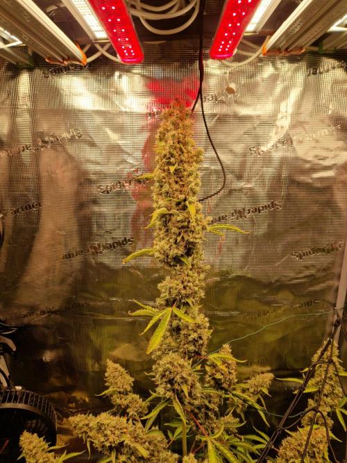 Sherbet Queen Auto. Week 11 - 17.7