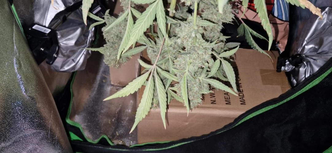 Sherbet Queen Auto