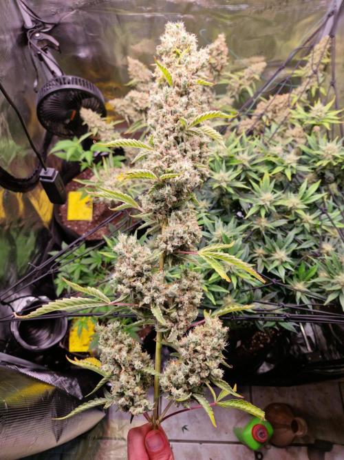 Sherbet Queen Auto. Week 11 - 17.7