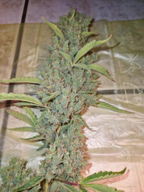 Sherbet Queen Auto. Week 11 - 17.7