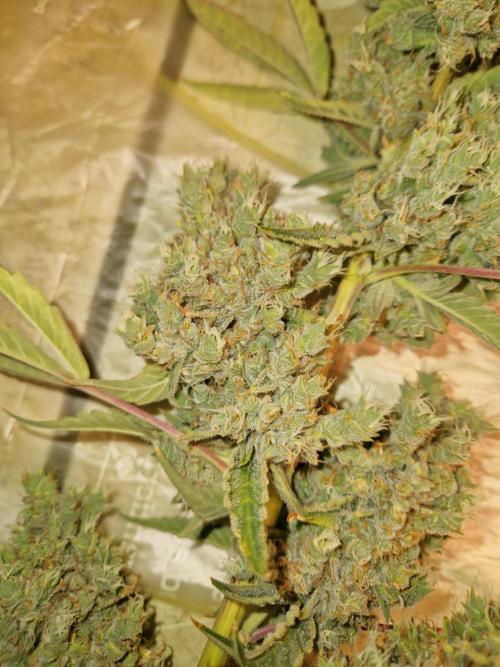 Sherbet Queen Auto. Week 11 - 17.7