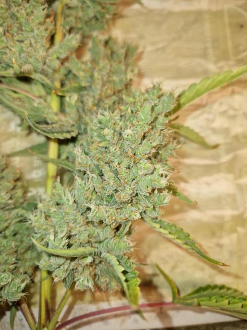 Sherbet Queen Auto. Week 11 - 17.7