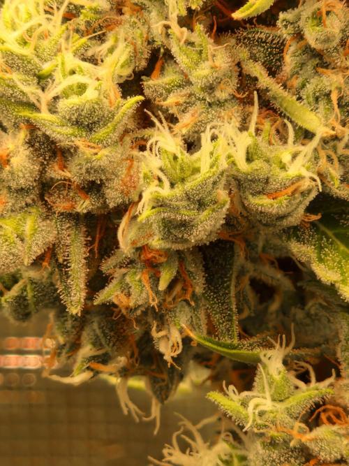 Sherbet Queen Auto. Week 11 - 17.7