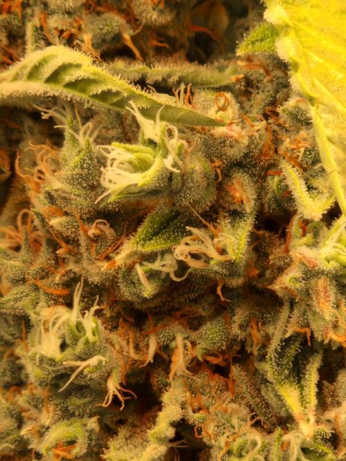 Sherbet Queen Auto. Week 11 - 17.7