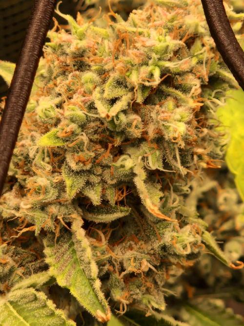 Sherbet Queen Auto. Week 11 - 17.7