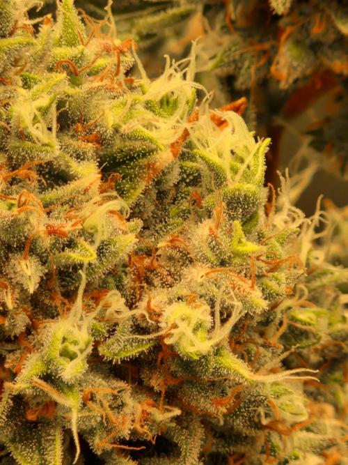 Sherbet Queen Auto. Week 11 - 17.7